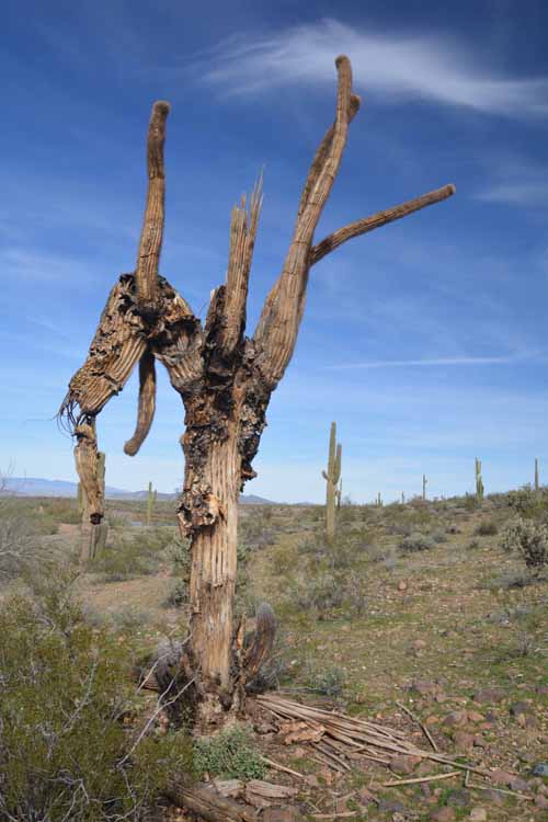 saguaro skeleton